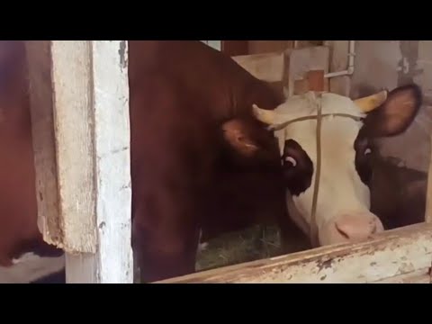 Видео: ДОЙКА АГАТЫ/СПУСТЯ ДВЕ НЕДЕЛИ.