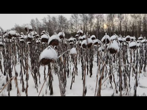 Видео: Охота на куницу с лайкой . Бывает и такое на охоте .