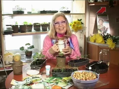 Видео: Лучки Пучки.  Серия 135.  Пикируем перец и баклажаны.