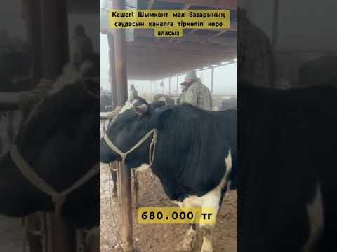 Видео: Шымкент Мал базар 2024ж #малбазар #horse #малбазаршымкент #animals