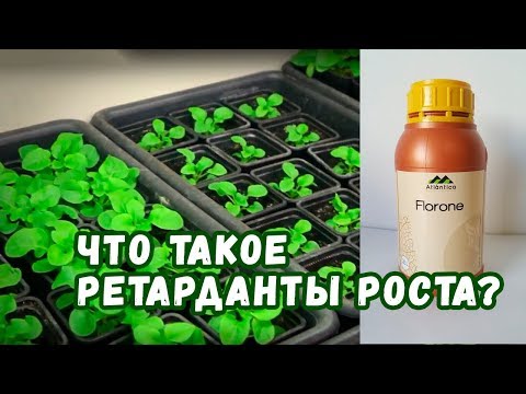 Видео: ФЛОРОН! Альтернатива прищипке петуний🌸