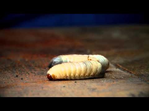 Видео: Хрущи, как они выглядят и как с ними бороться