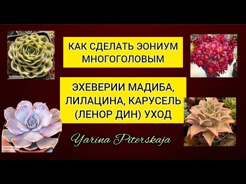 Видео: Как сделать эониум многоголовым. Эхеверии Лилацина, Мадиба, Ленор дин(карусель)уход