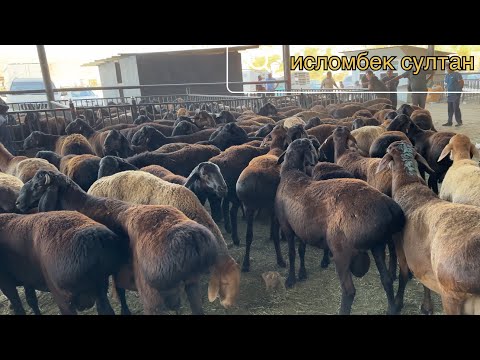 Видео: Молбозори оптовый Душанбе🇹🇯 нархи Кучкор барои зотгири ва кучкор баррахо 2025 г.