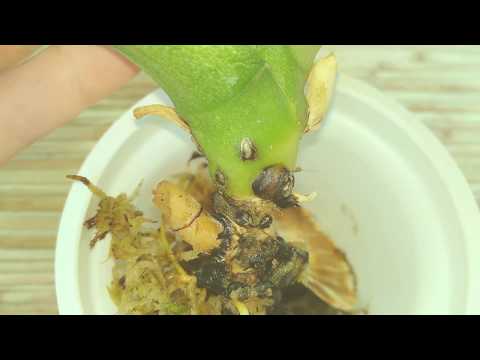 Видео: ГАРАНТИРОВАННАЯ РЕАНИМАЦИЯ ОРХИДЕИ БЕЗ КОРНЕЙ ! ВО МХЕ ЕСЛИ ОРХИДЕЯ БЕЗ КОРНЕЙ ! СУПЕР УКОРЕНЕНИЯ #1