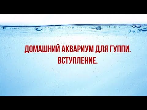Видео: ДОМАШНИЙ АКВАРИУМ ДЛЯ ГУППИ. ВСТУПЛЕНИЕ. /  A HOME AQUARIUM FOR GUPPIES. introduction.