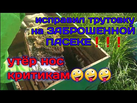 Видео: ОСМАТРИВАЕМ ЗАБРОШЕННУЮ ПАСЕКУ МЕСЯЦ СПУСТЯ,ТРУТОВКИ БОЛЬШЕ НЕТ❗❗❗