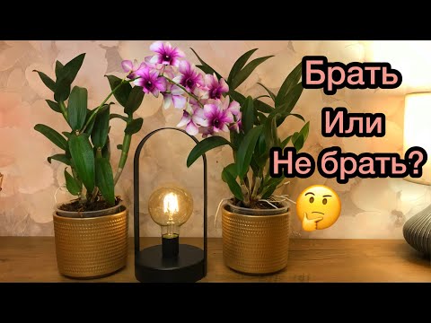 Видео: Мои Орхидеи ДЕНДРОФАЛЕНОПСИСЫ цветут. Как я их содержу.