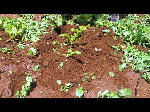 Видео: Ногоо тарих хичээл №9