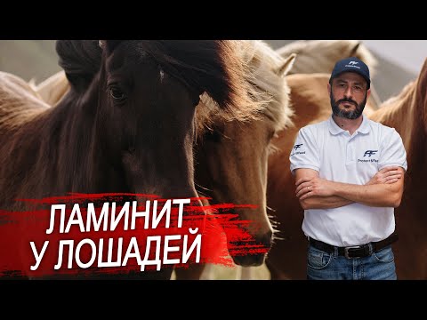 Видео: Ламинит у лошадей. Воспаление ламинарного слоя.