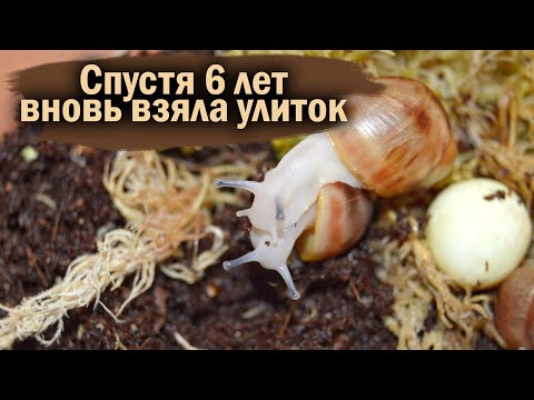 Видео: VLOG: КОРМИМ УЛИТОК С ВАСИЛИСОЙ И ЕЁ СОБАКАМИ