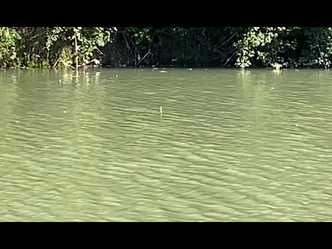 Видео: Карась забастовал?