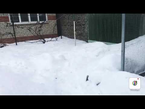 Видео: Как голуби переносят морозы