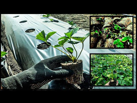 Видео: СРОКИ ПОСАДКИ КЛУБНИКИ! ПРАВИЛЬНАЯ ПОСАДКА! ВИДЫ ПОСАДОЧНОГО МАТЕРИАЛА!