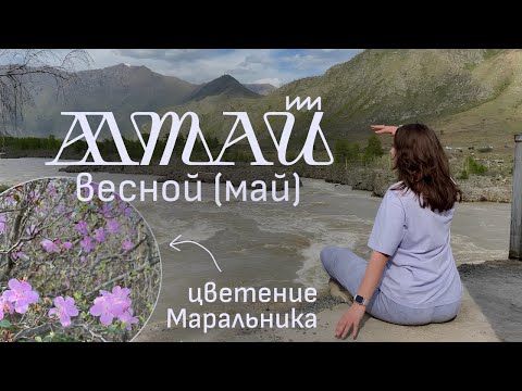Видео: Майские на Алтае. Цветение Маральника, Ороктойский мост, Долина духов, Манжерок и мараловая ферма.
