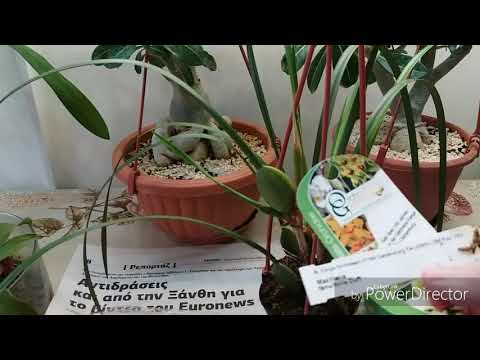 Видео: Максиллярия(Maxillaria tenuifolia)пересадка