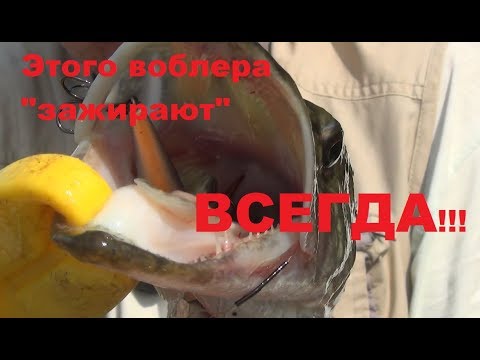 Видео: Этого воблера "зажирают" ВСЕГДА!!!