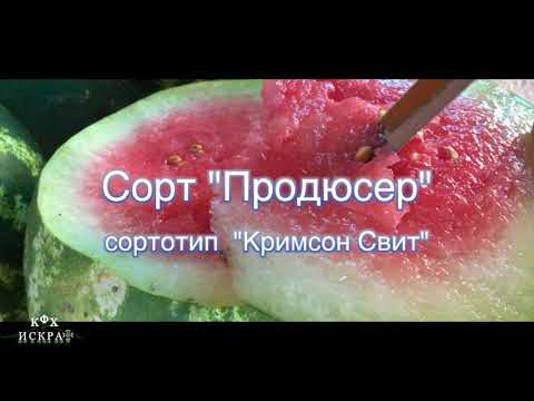 Видео: Продюсер арбуз. Тест на спелость.