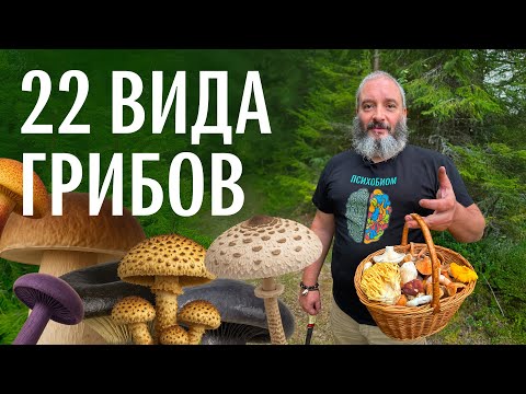 Видео: 22 вида грибов. Михаил Вишневский