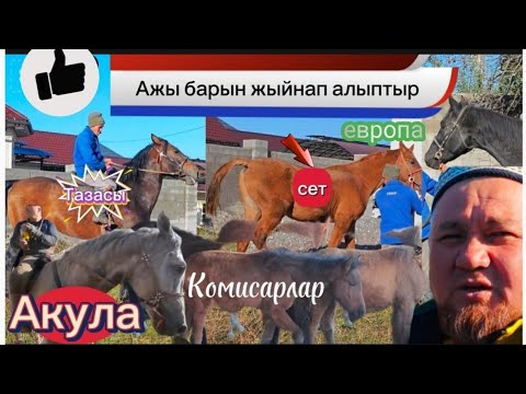 Видео: Ата текту аттын барын чогултуп алыптыр