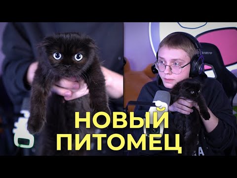 Видео: ДРЕЙК ЗАВЕЛ КОШКУ ЗА 80000 РУБЛЕЙ