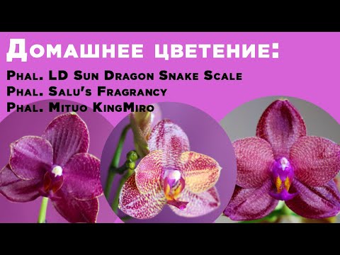 Видео: Phal. LD Sun Dragon Snake Scale, Phal. Mituo KingMiro, Phal. Salu's Fragrancy. Домашнее цветение.