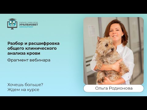 Видео: Фрагмент интенсива "Разбор и расшифровка общего клинического анализа крови", лектор Ольга Родионова