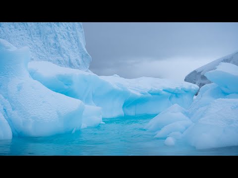 Видео: Возвращение блудного хомосапиенса