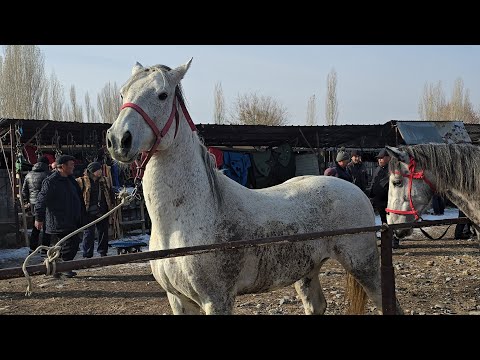 Видео: Мал базар Талас Покровка 7-Ноябрь 2025