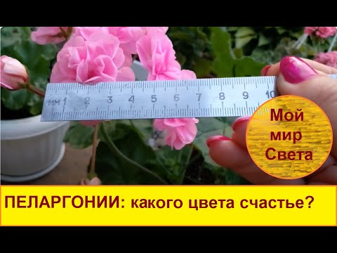 Видео: ПЕЛАРГОНИИ: розовое счастье