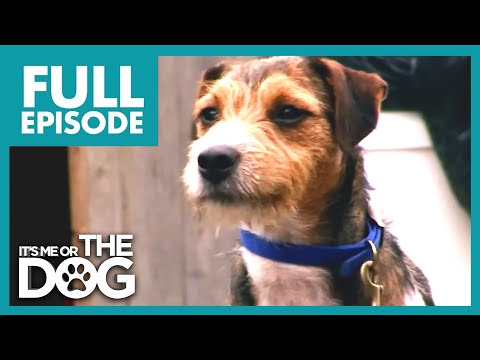 Видео: Все их собаки в порядке... Кроме Тоби! | ПОЛНАЯ СЕРИЯ | Либо я, либо собака