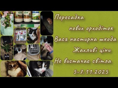 Видео: Пересадки орходіток і Васіни витівки 5-7.11.2025