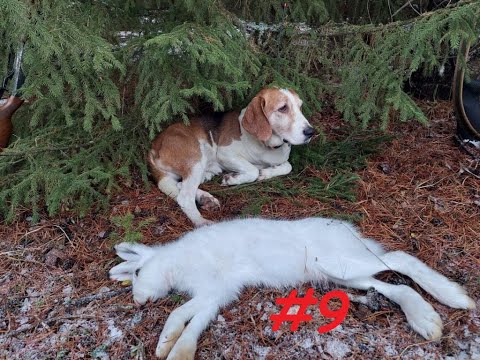 Видео: Заполевали! Трудовая охота на зайца с эстонской гончей 23.11.2024