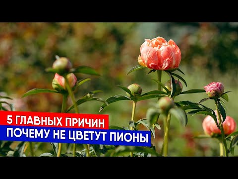 Видео: 5 главных причин - почему не цветут пионы