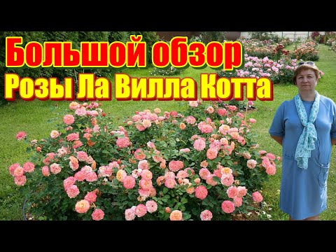 Видео: Роза Ла Вилла Кота  в течении полутора лет.