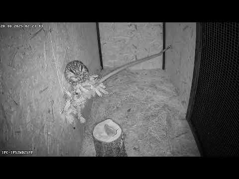 Видео: сова