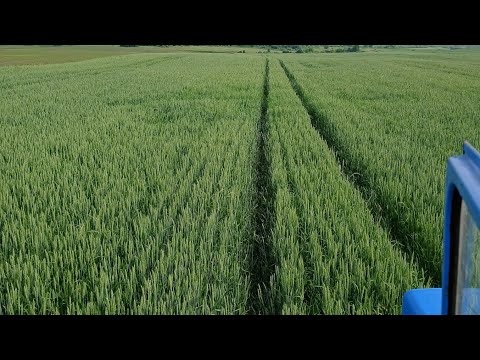 Видео: Третя обробка пшениці. По колосу. Т 3.