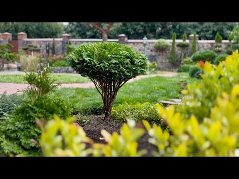 Видео: ПЛАНОВАЯ ОСЕННЯЯ СТРИЖКА ТУИ ЗАПАДНОЙ “GLOBOSA”✂️🌳ПОДГОТОВКА! ЧТО ДЛЯ ЭТОГО НУЖНО?