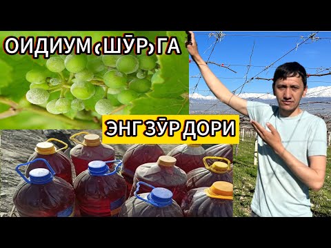 Видео: Узумни шӯр касалига қарши курашиш