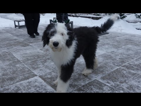 Видео: Догтренинг 492. Бобтейл. Особенности воспитания и дрессировки. Практикум.