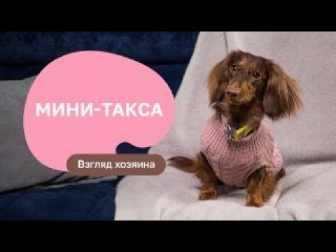 Видео: Миниатюрная такса — все о породе, плюсы и минусы — шоу «Ожидание/реальность»