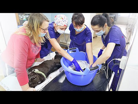 Видео: Щенки родились! Их много! Мама Бьянка не просыпается :-|