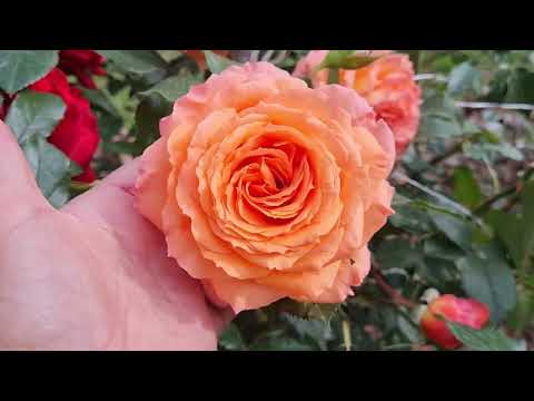 Видео: 382 За окном зима.❄️ Предлагаю заглянуть в мой летний сад, там тепло и уютно, сезон 2023-24г.🌹