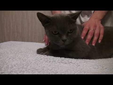 Видео: Уход за кошкой с использованием средств DOCTOR VIC: чистка ушей и глаз