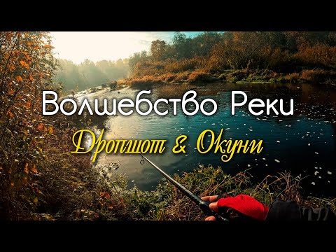 Видео: Первый морозец и ОКУНИ. Рыбалка на берегах реки Тосна #дропшот #микроджиг #рыбалка #окунь #fishing