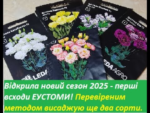 Видео: #квіти  Ура! Є перші всходи ЕУСТОМИ! Висаджую ще два сорта перевіреним методом.