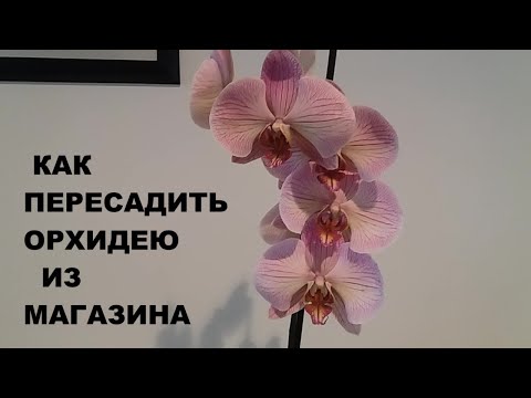 Видео: КАК ПЕРЕСАДИТЬ ОРХИДЕЮ ИЗ МАГАЗИНА...HOW TO REPOT NEW ORCHID