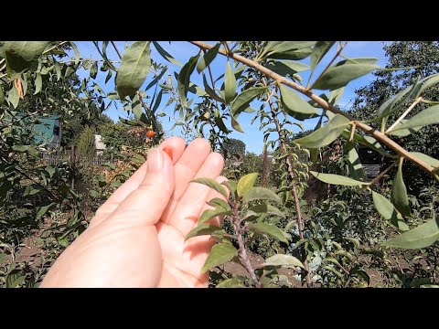 Видео: Ягода Годжи. Как она растет и плодоносит в средней полосе. От выращивания из семян до сбора урожая.