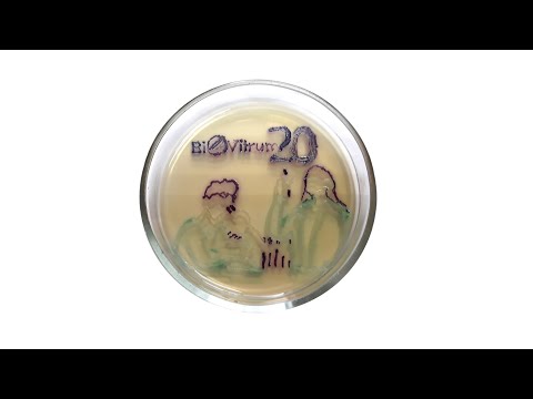 Видео: Красота микромира - 2021. Видеогалерея работ