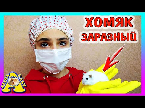 Видео: РУЧНЫЕ КРЫСЫ ГУЛЯЮТ / ЧЕМ ОПАСНЫ Хомки, КОТ, КРЫСА, СОБАКА / Alisa Easy Pets